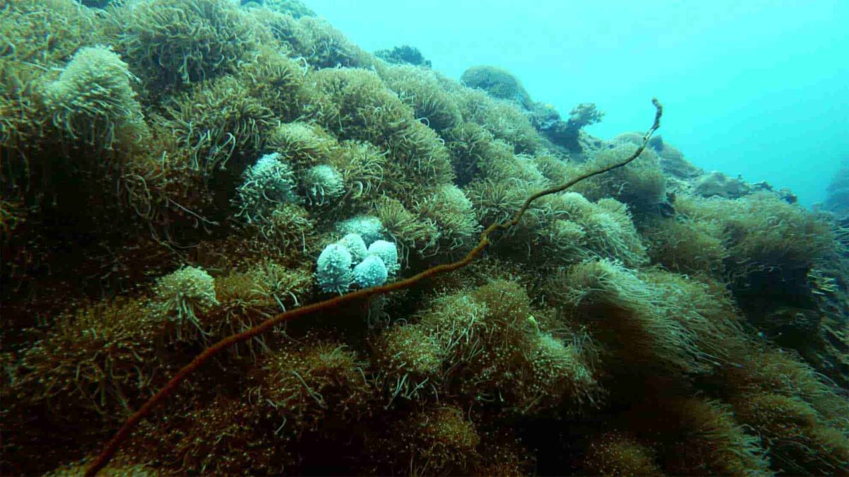 tioman island sea stories