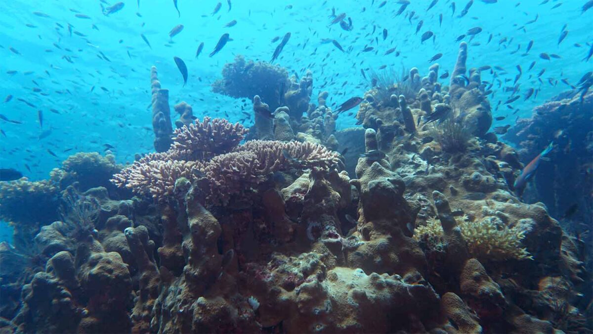 tioman island sea stories