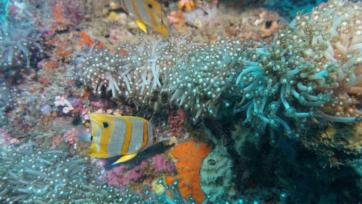 tioman island sea stories