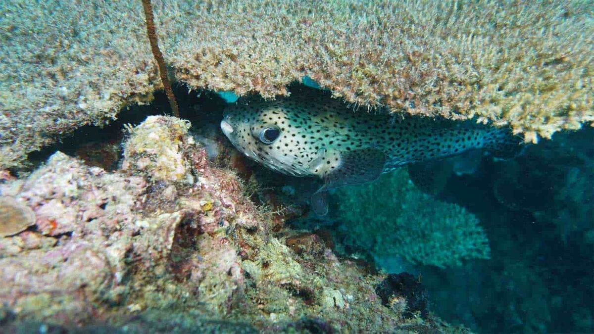 tioman island sea stories