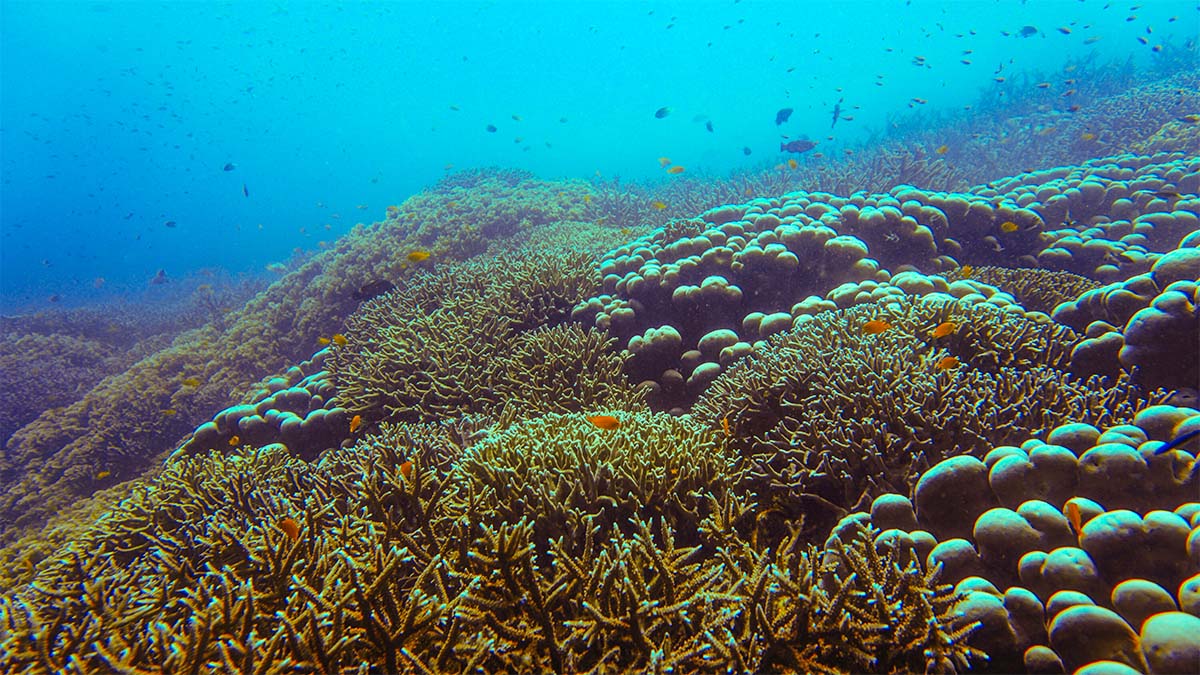 tioman island sea stories