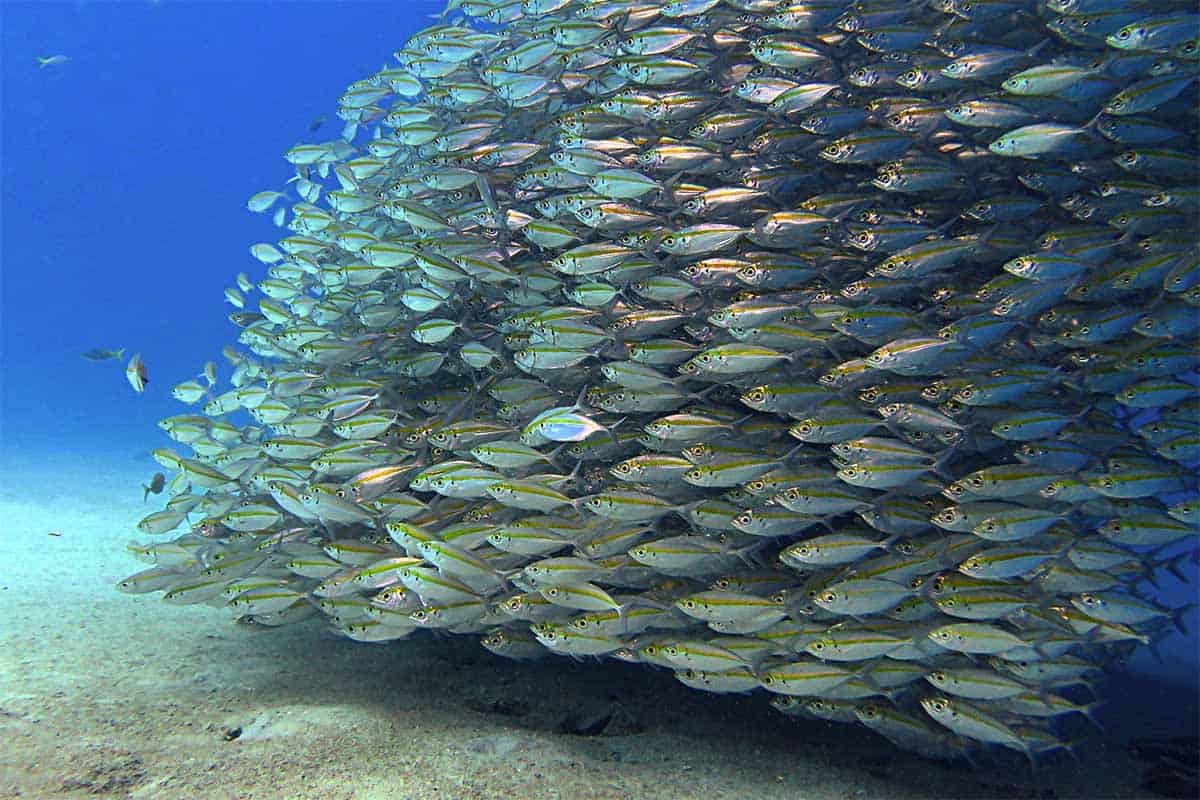 tioman island sea stories