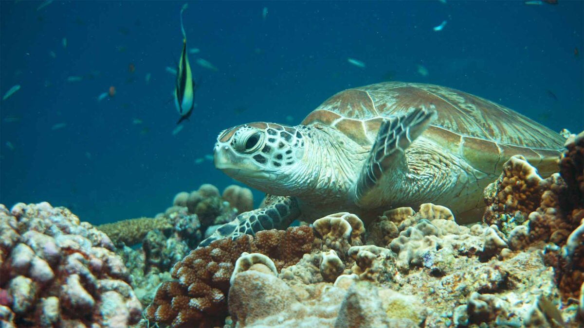 sipadan sea turtles