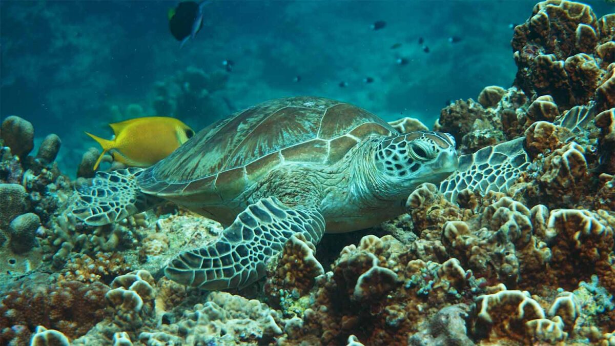 sipadan sea turtles