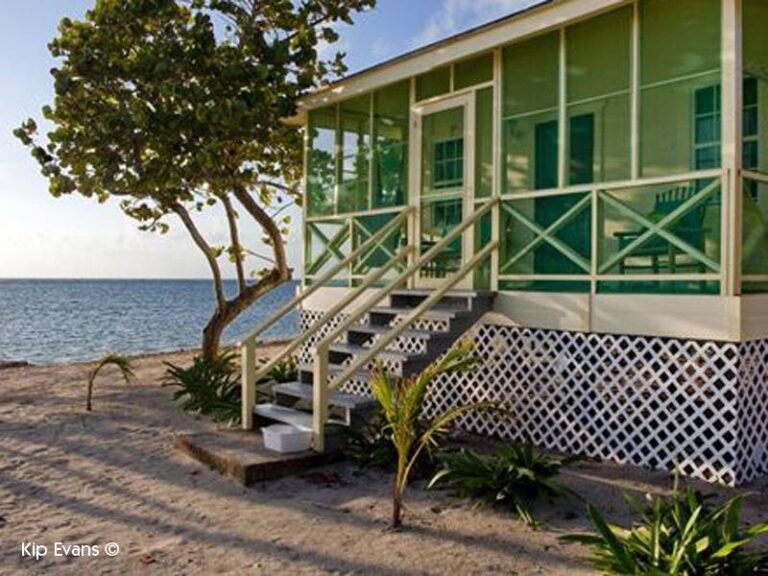 blackbird caye resort