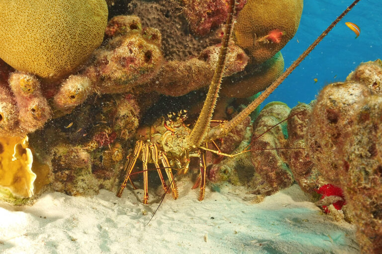 bonaire shore diving