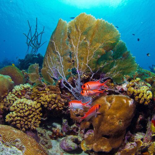 bonaire scuba diving