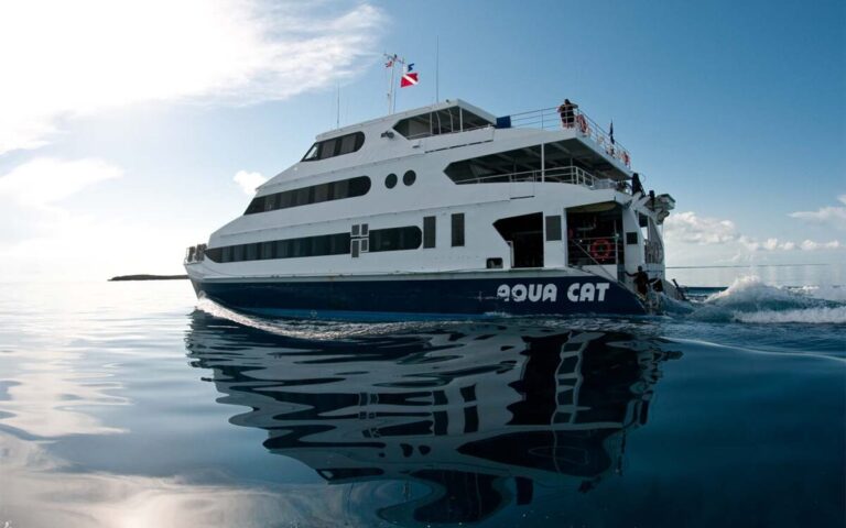 aquacatgallery1-1200x750