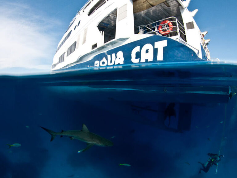 aqua cat liveaboard