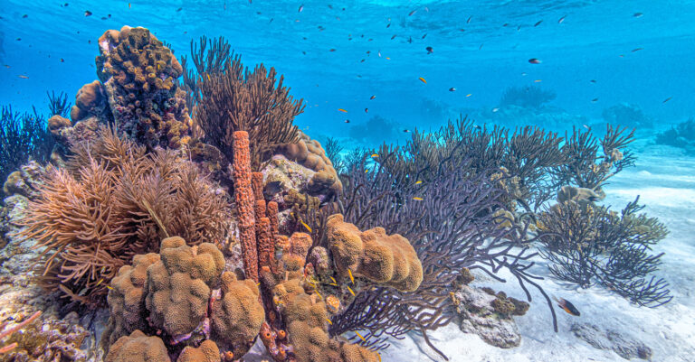 garden island fiji dive resort