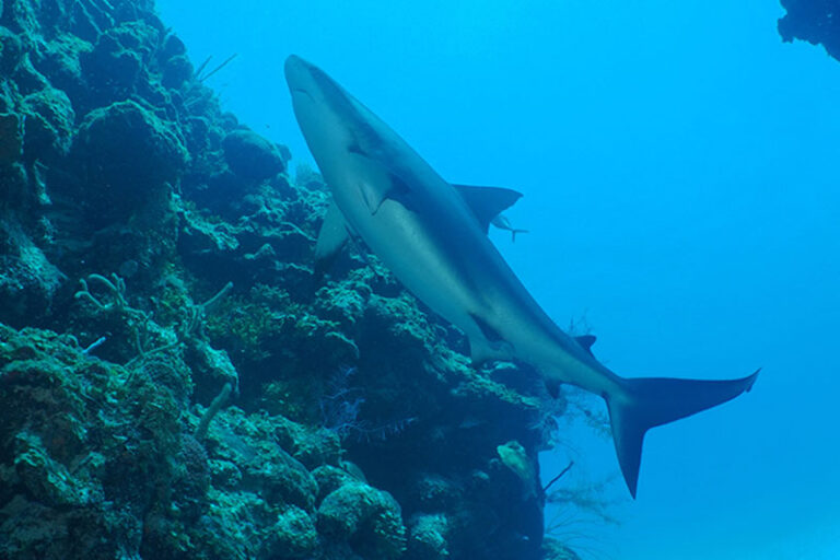 turneffe island diving resort