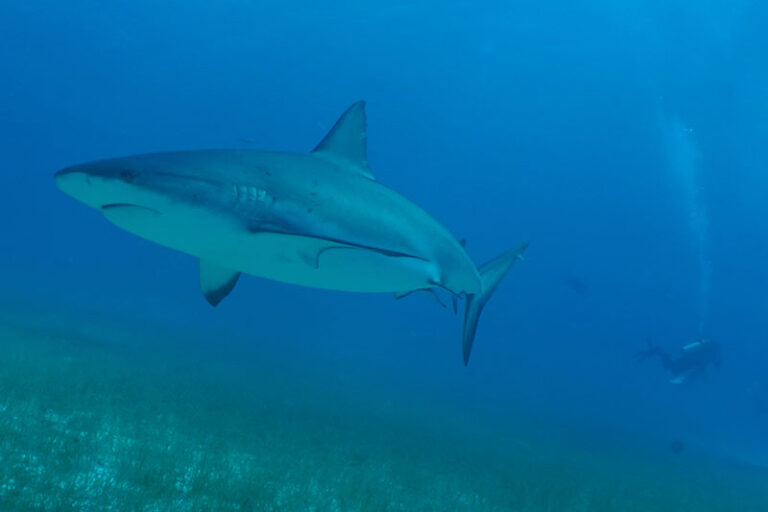 turneffe island resort