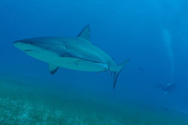 turneffe island resort