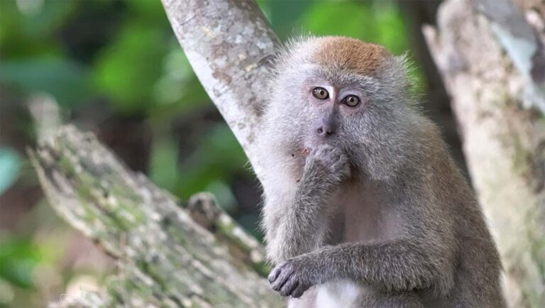 tioman monkey