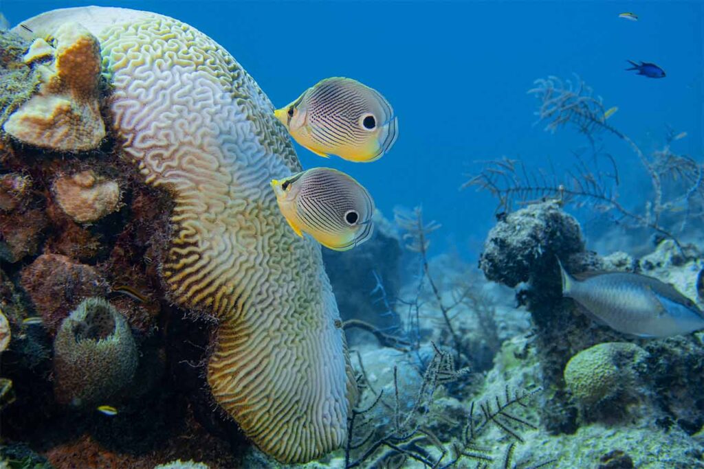 turks and caicos scuba diving