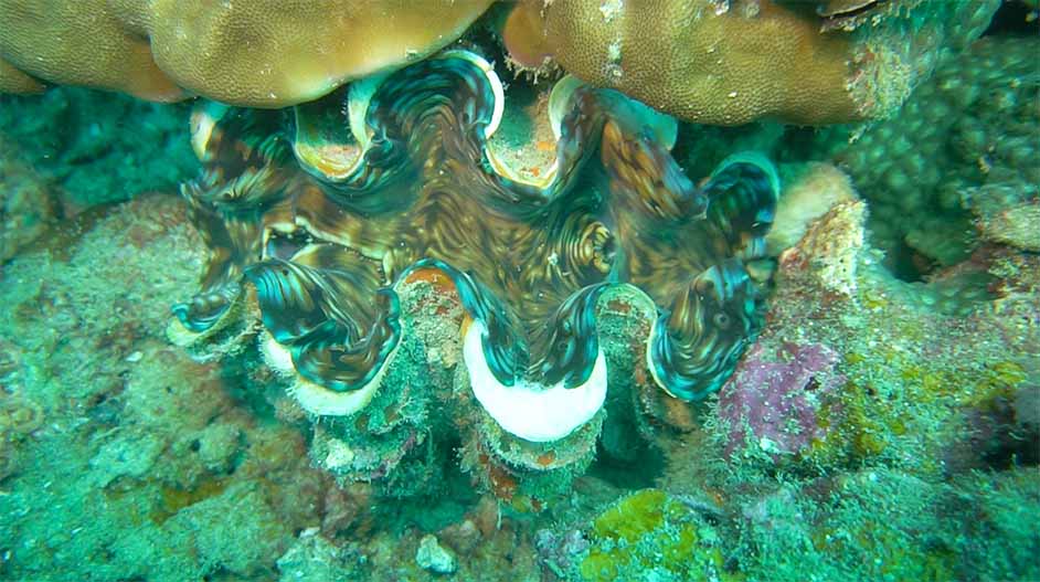 tioman giant clam