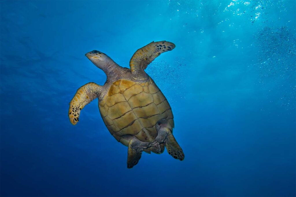 sea turtle turks and caicos