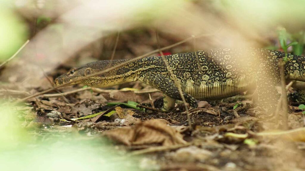 tioman monitor lizard