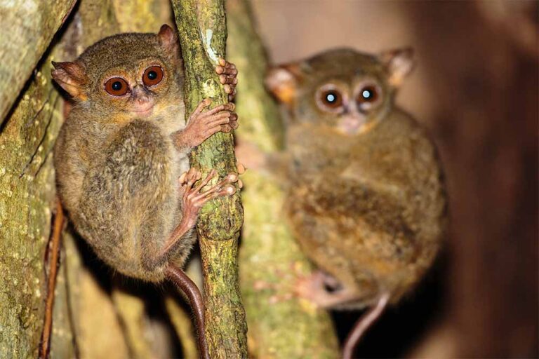 nad-lembeh resort wildlife