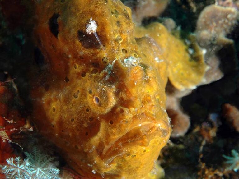 gangga island resort frogfish