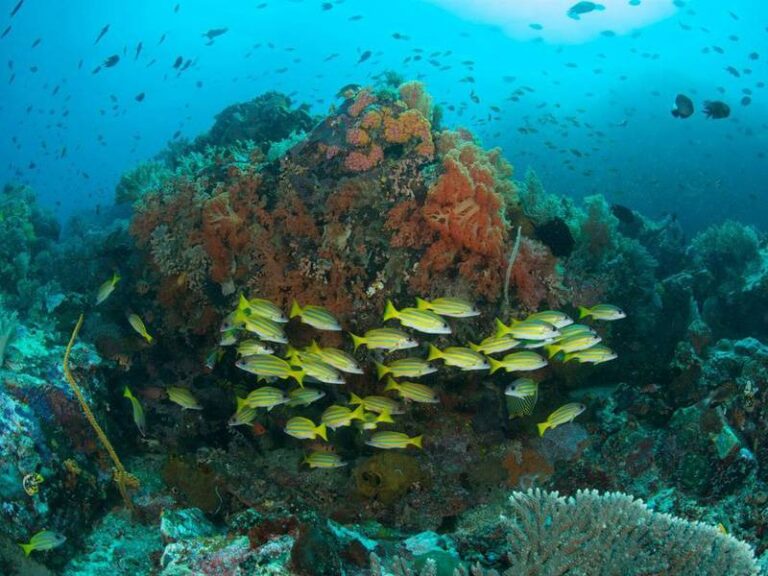 murex bangka dive resort