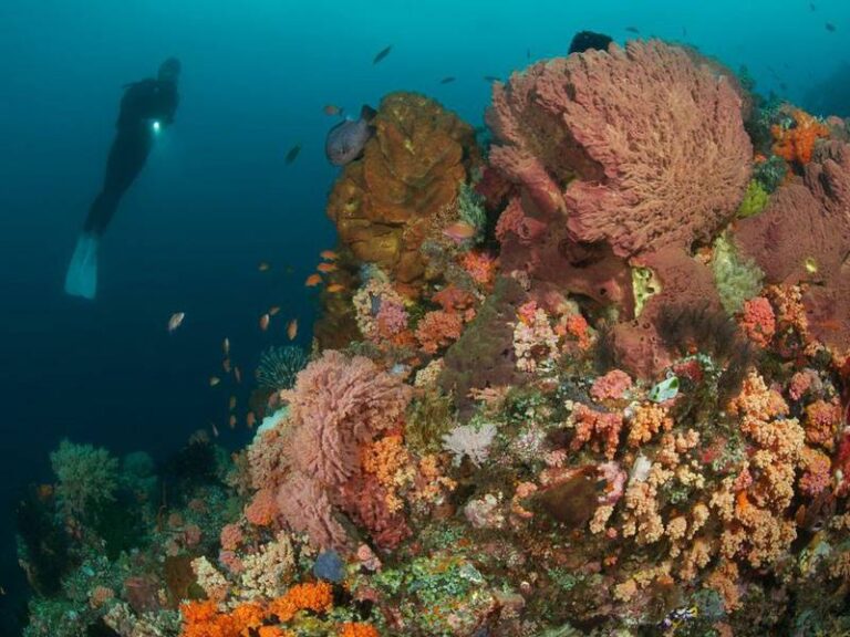 murex bangka scuba diving indonesia