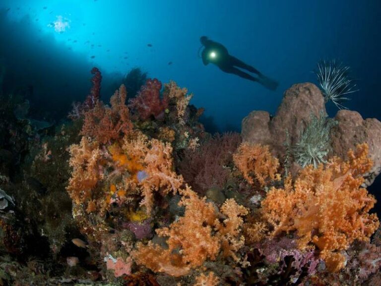 murex manado scuba diving
