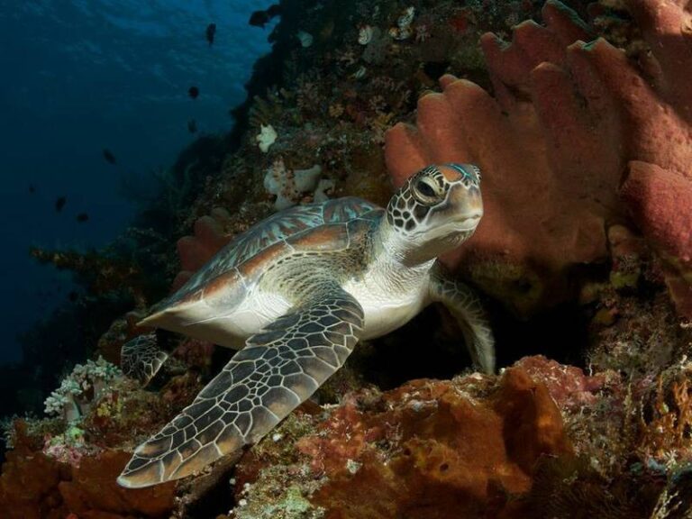 murex manado indonesia